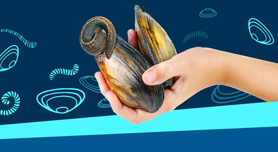 في قاع البحيرات