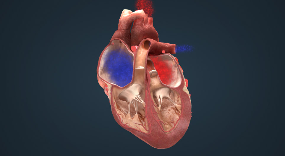 نظام تشكيل و نقل التنبيه في القلب