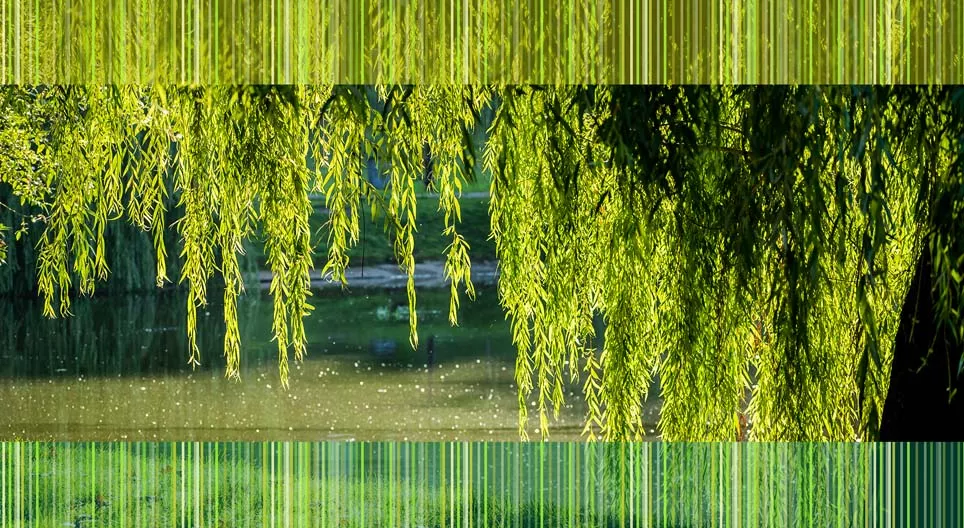 Растения на водния бряг