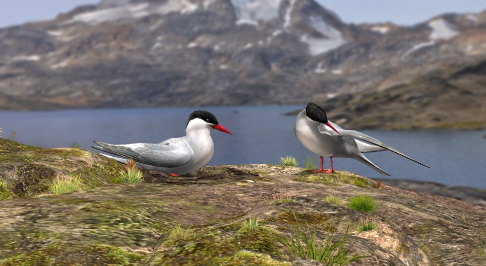 Полярна рибарка