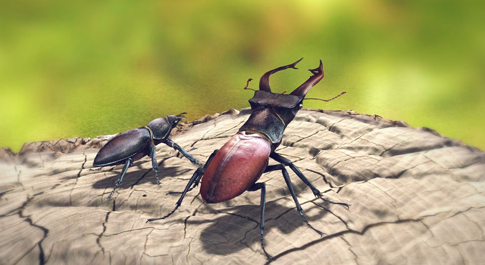 Еленов рогач