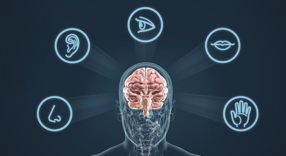 Сетивни органи