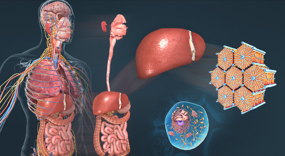 Нива на организация на живата материя - от клетъчно до организмово