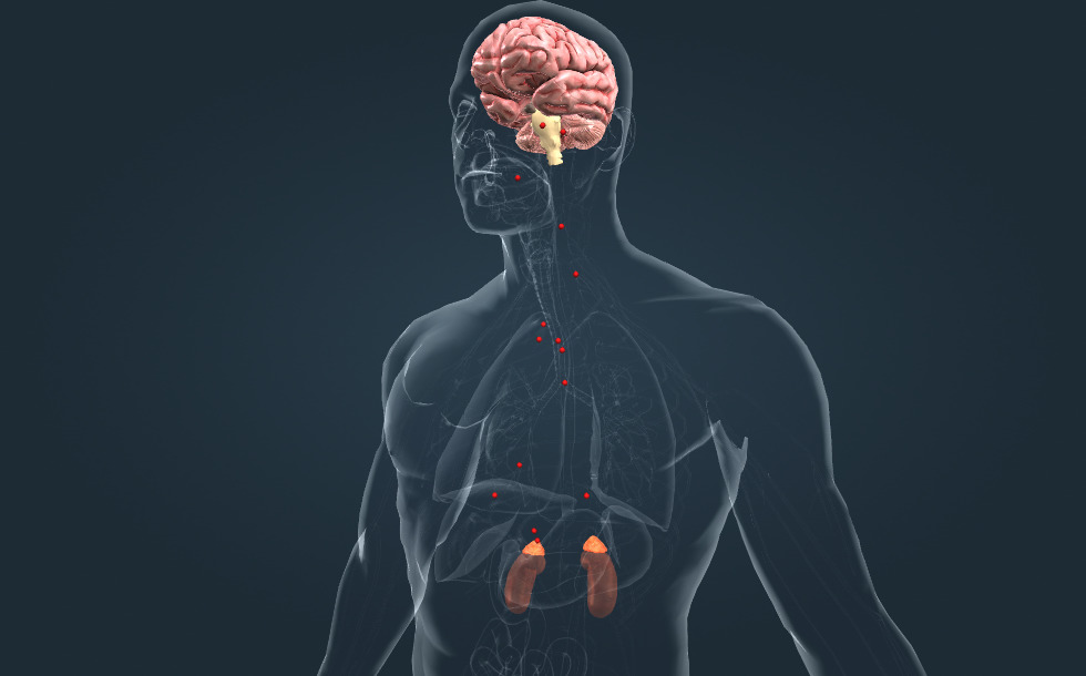 cadaVR Anatomy by Mozaik Education