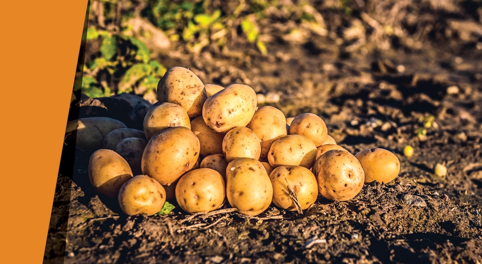 Όαση από πατάτες