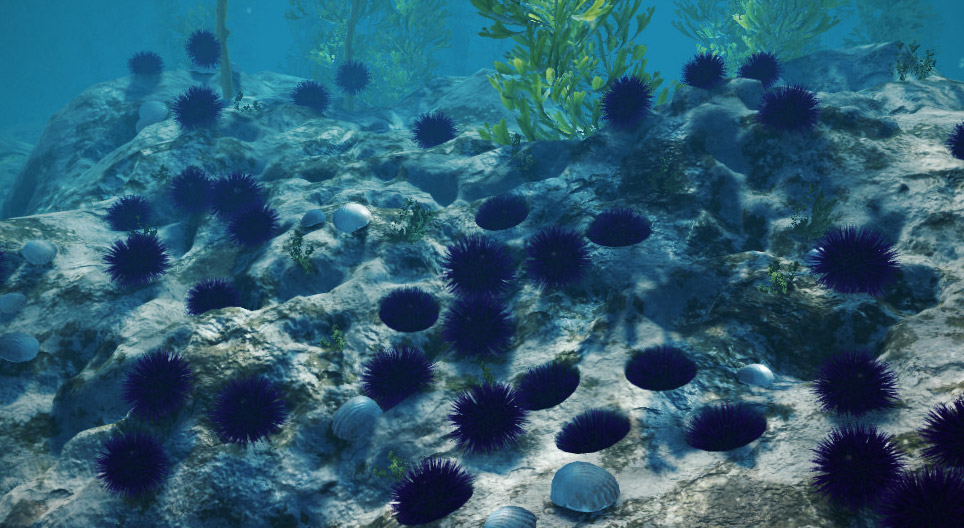 Πορφυρός αχινός