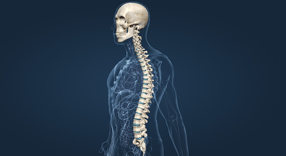Κρανίο και σπονδυλική στήλη