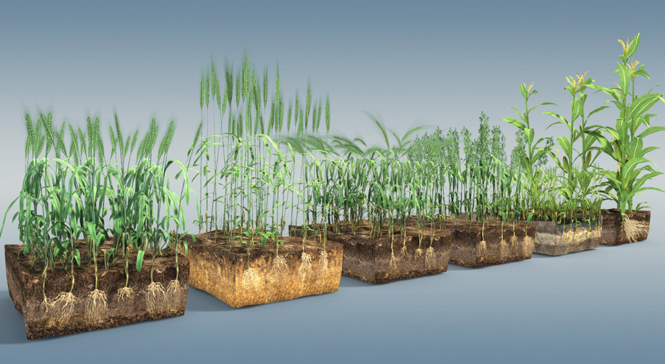 Δημητριακά