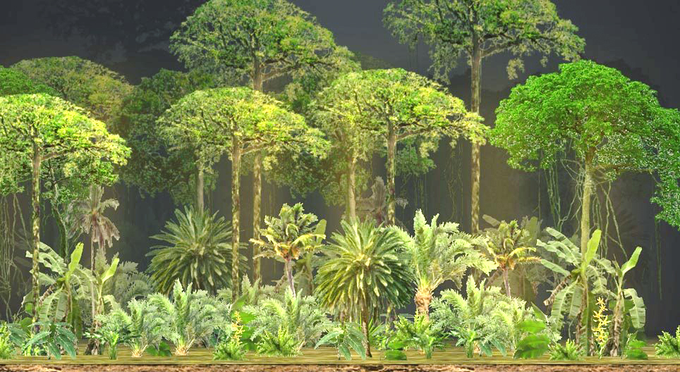 Διαστρωμάτωση δασών