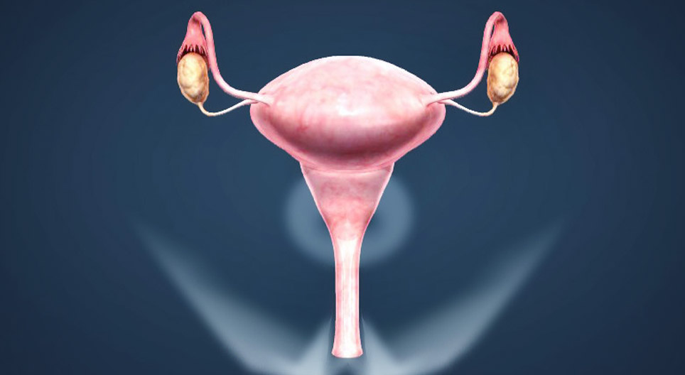 Female reproductive system