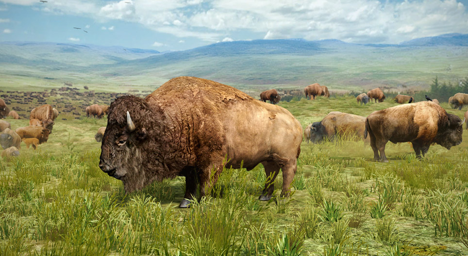 American bison