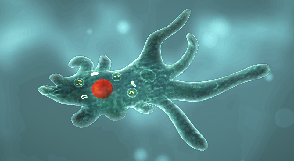 Amoeba proteus