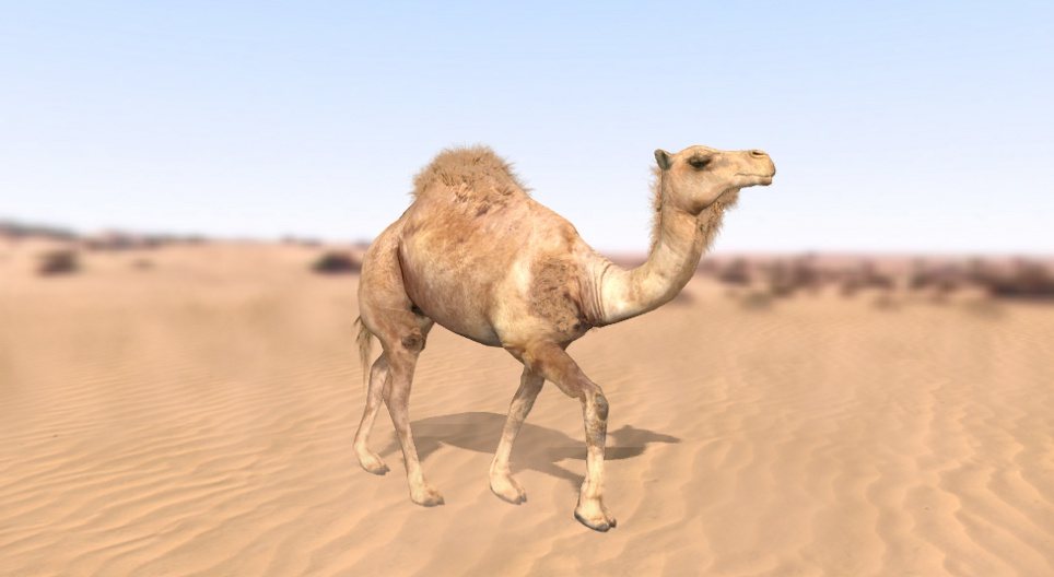 Dromedary