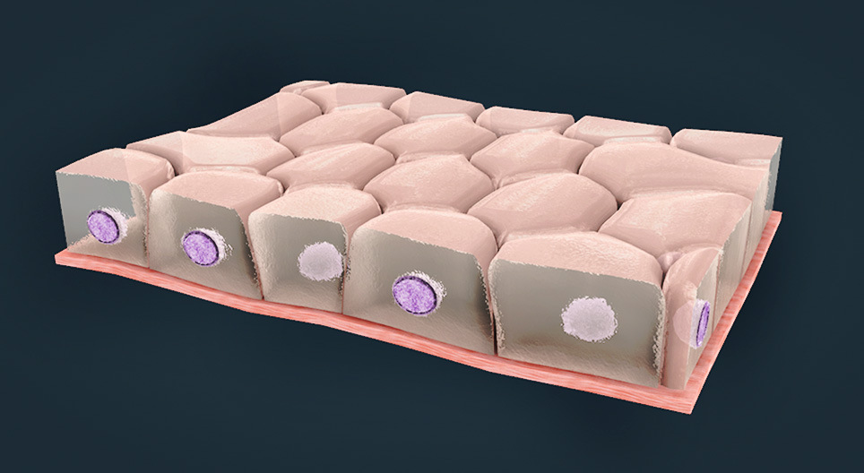 Types of surface epithelium