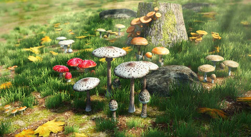 Comparison of edible and poisonous mushrooms