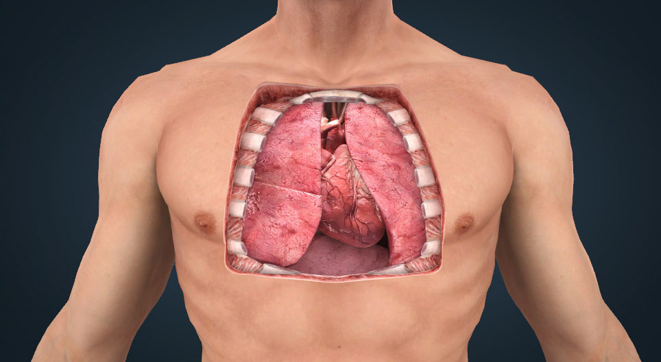 The anatomy of the heart
