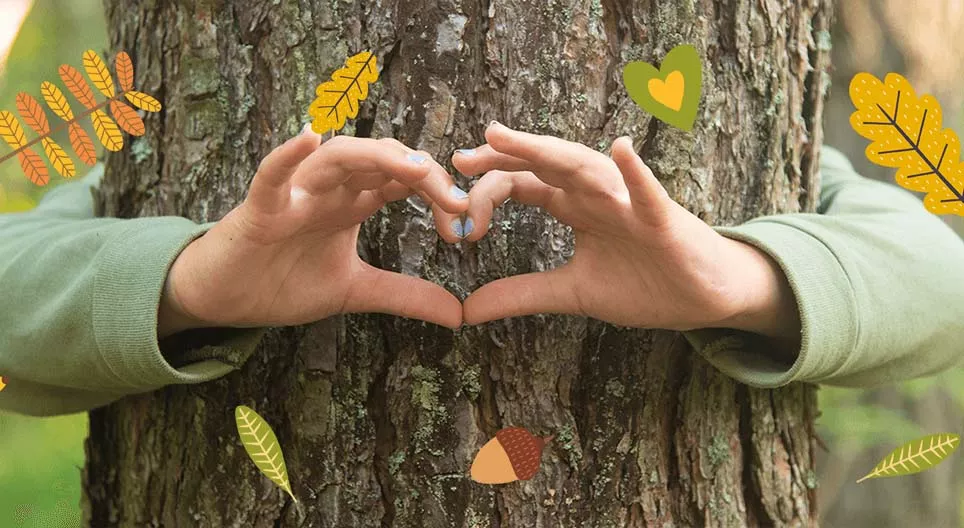 The ecosystem of forests