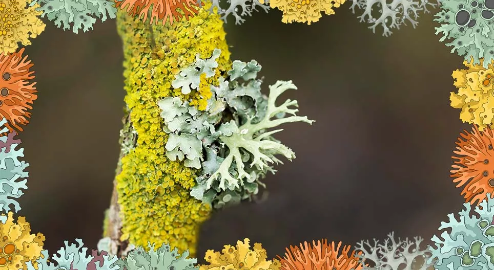 Do lichens damage trees?