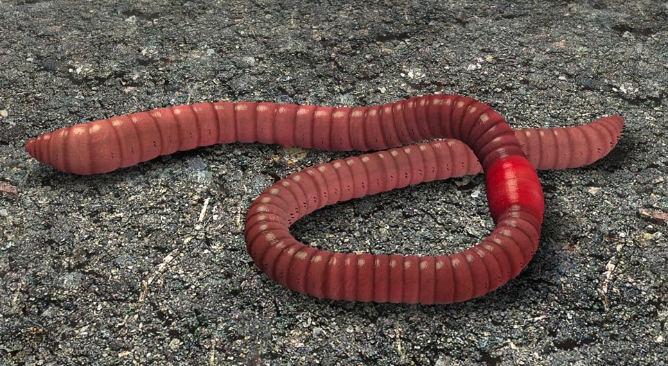Common earthworm