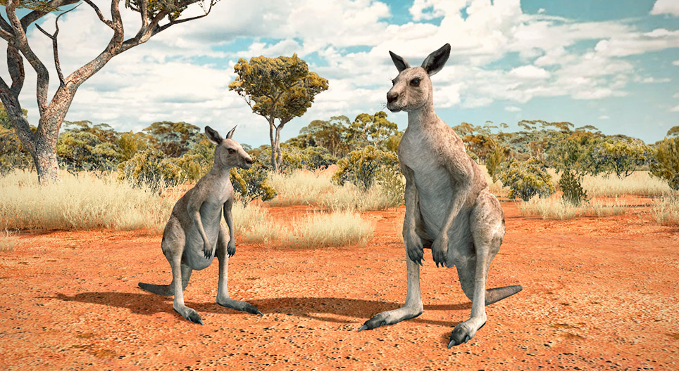 Eastern gray kangaroo