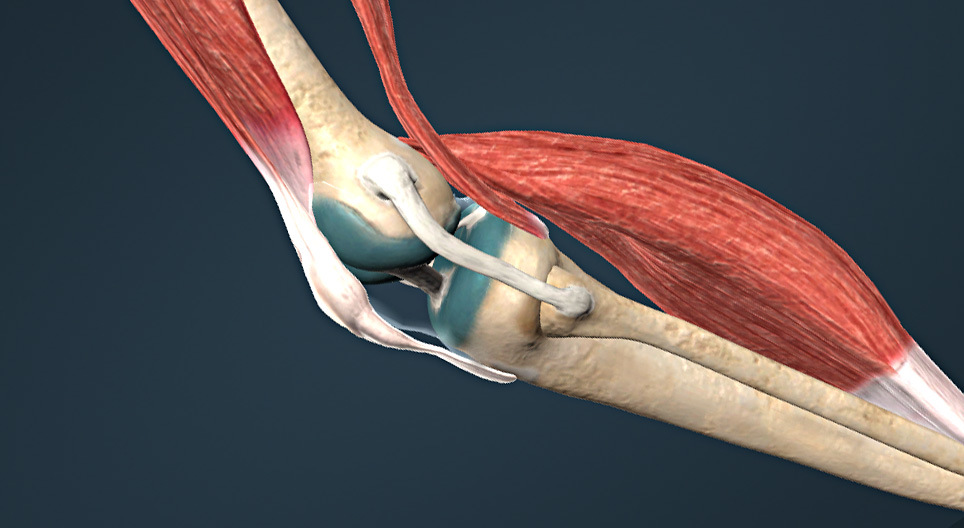 Types of bone articulations