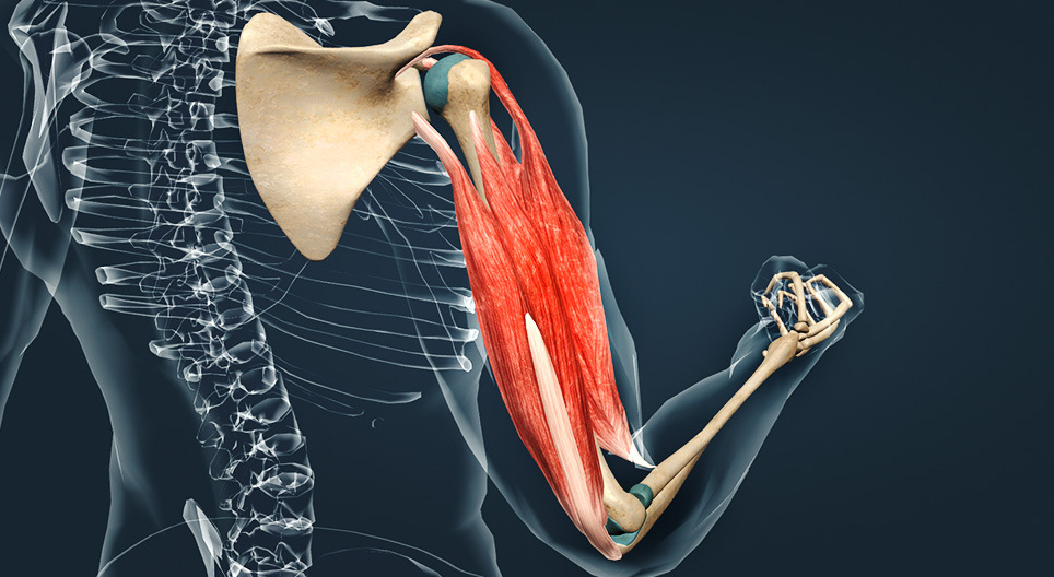 Muscles of the upper arm