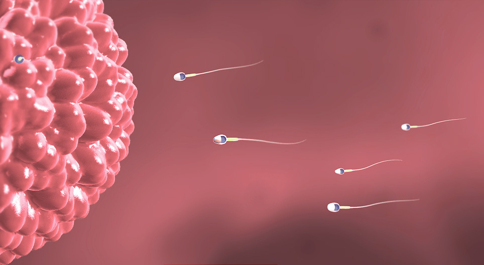 Gametes