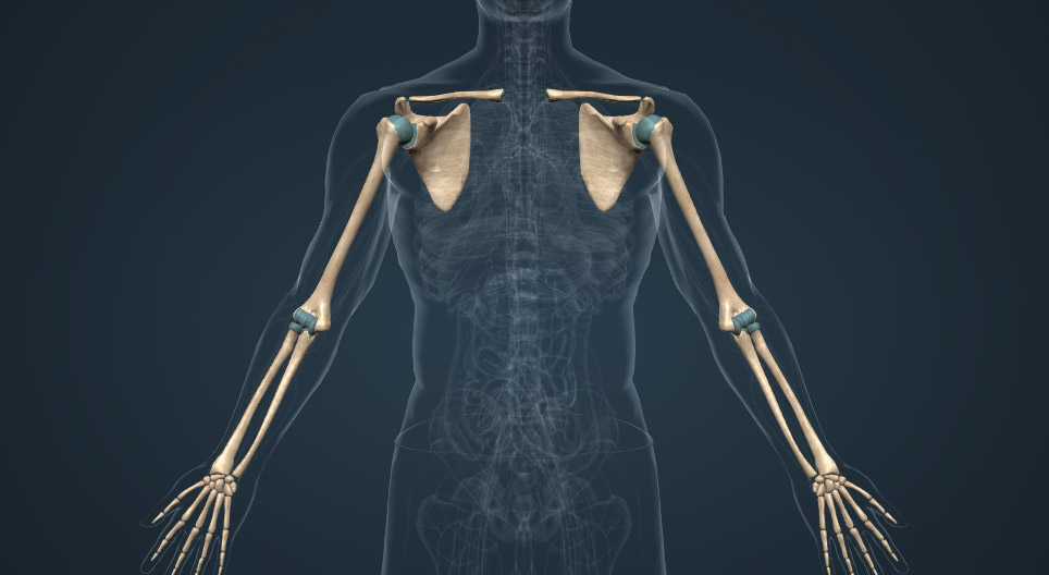 The bones of the upper limbs