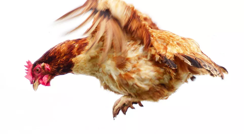 ¿Pueden volar las gallinas?