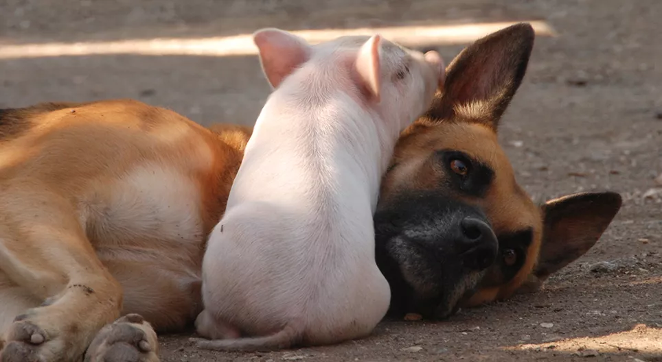 ¿Son más inteligentes los cerdos que los perros?