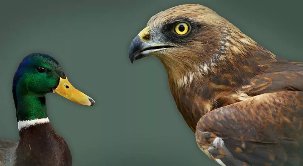 Aves acuáticas y costeras