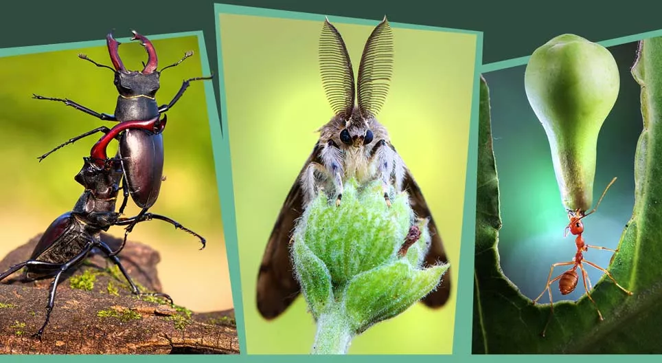 Insectos en el bosque