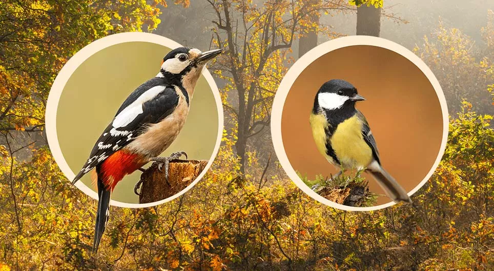 Aves que anidan en los árboles