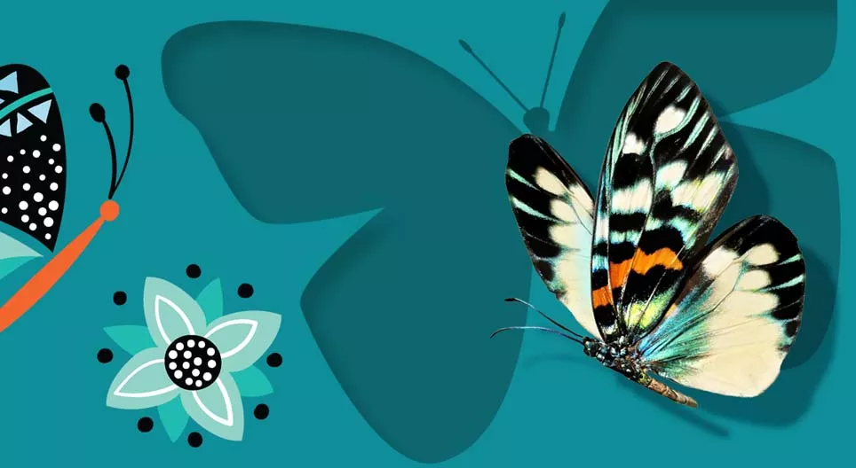 Mariposas maravillosas