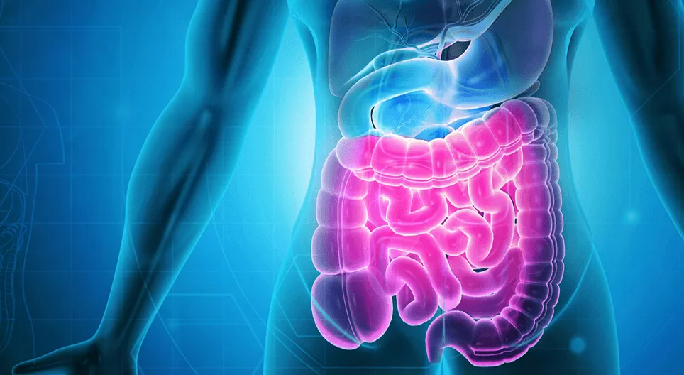 El sistema digestivo 2: El intestino delgado y el intestino grueso