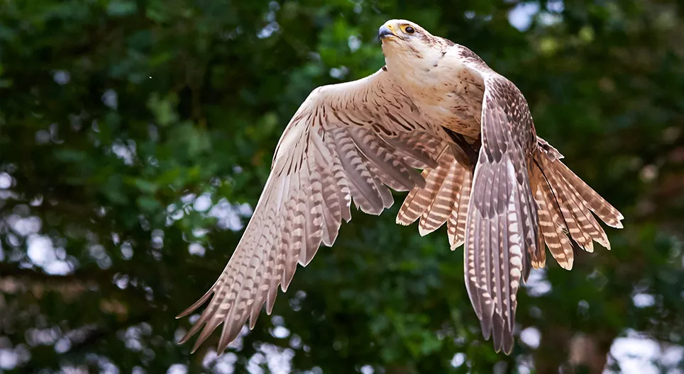 ¿Cómo vuelan las aves? Parte I