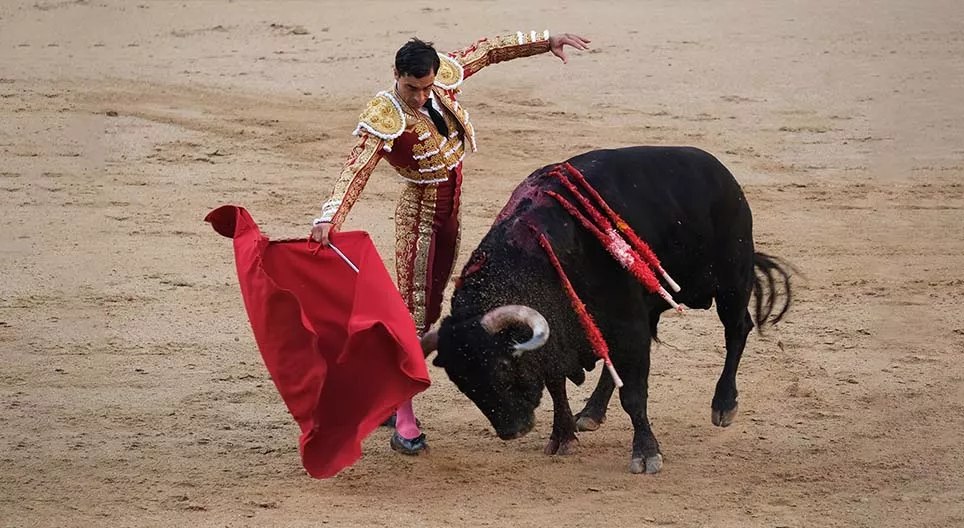 ¿Cómo ven la muleta roja los toros? – La visión de los animales