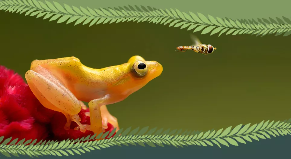 ¿Vertebrado o invertebrado?