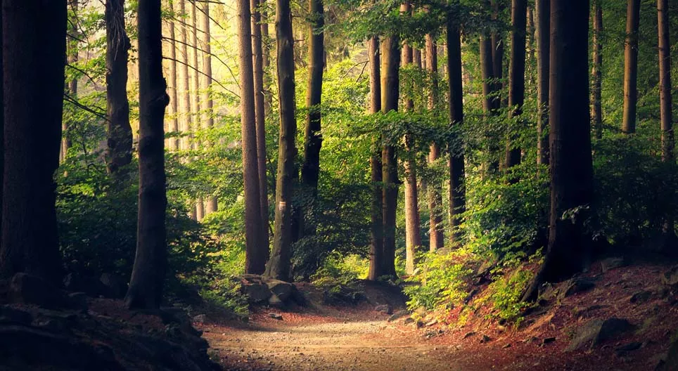 ¿Son todos los bosques iguales?