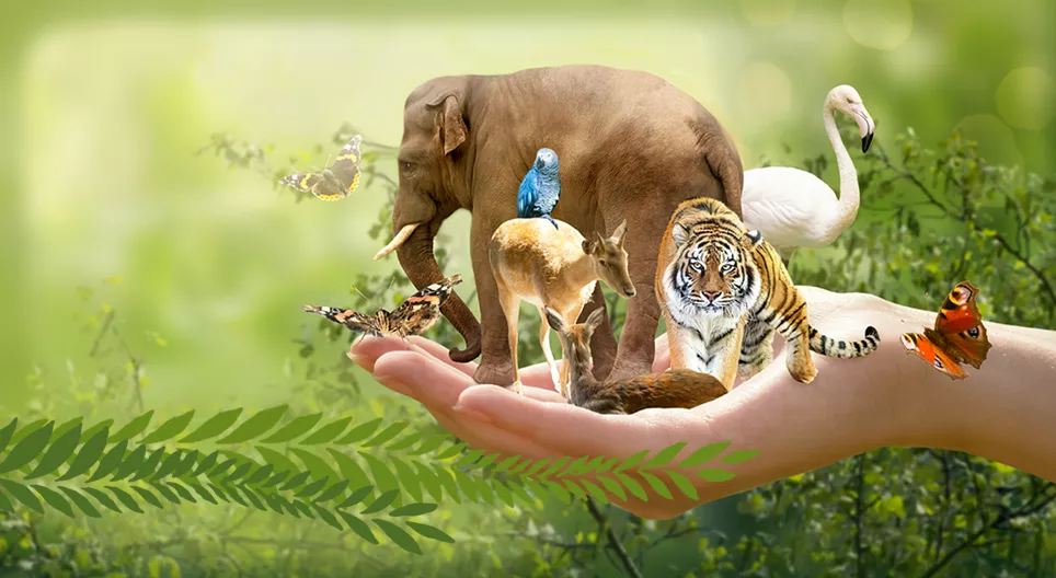 Especies parientes en la naturaleza