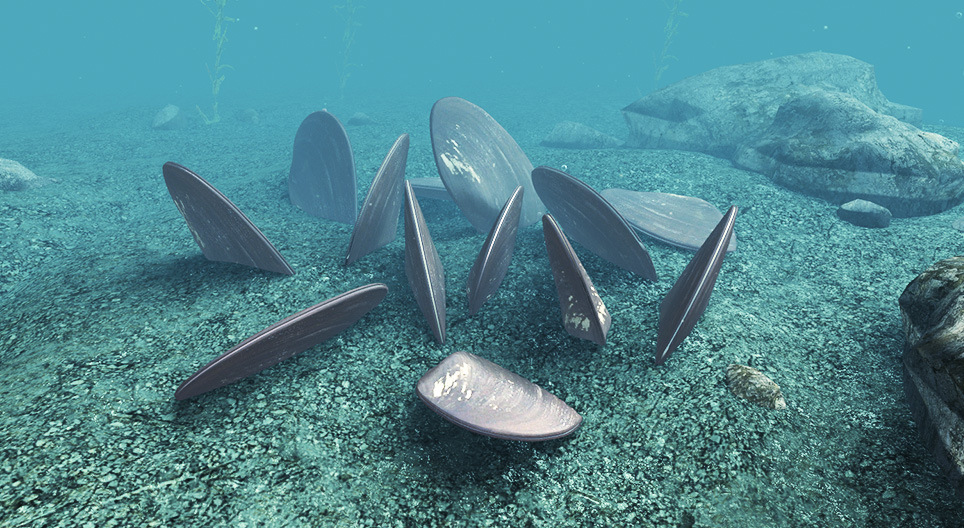 Ostra perlífera de agua dulce