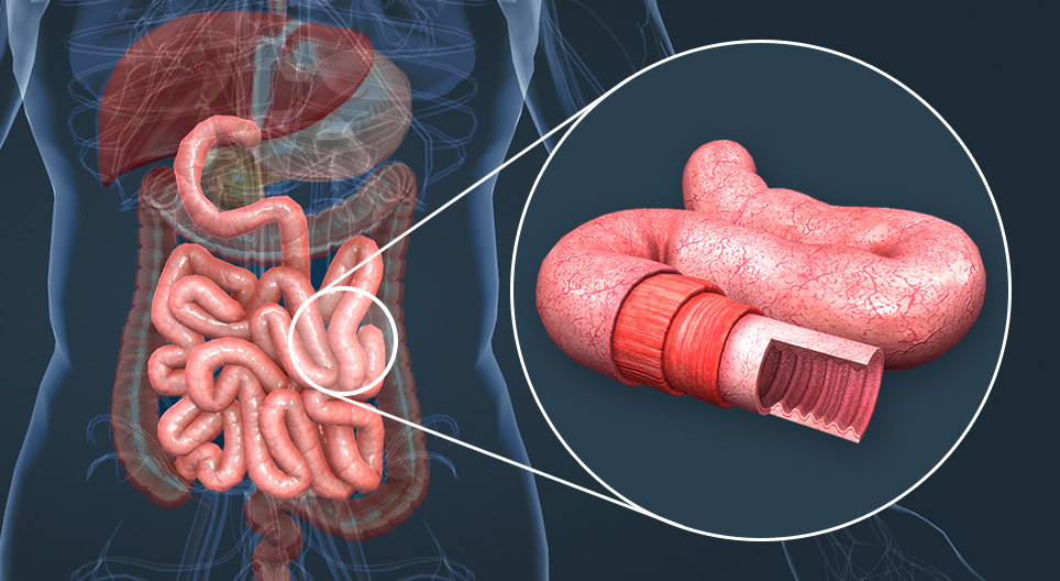 La anatomía del intestino delgado