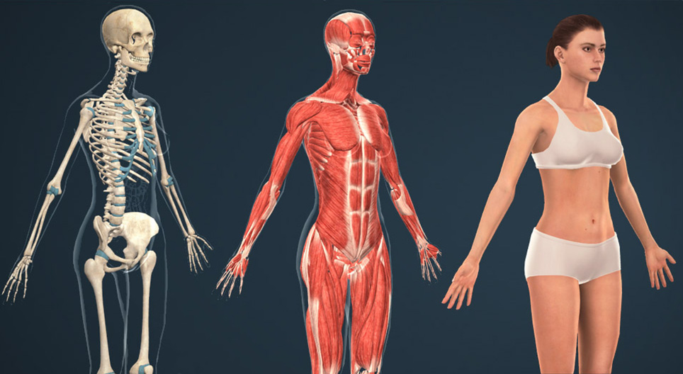 El cuerpo humano (femenino)
