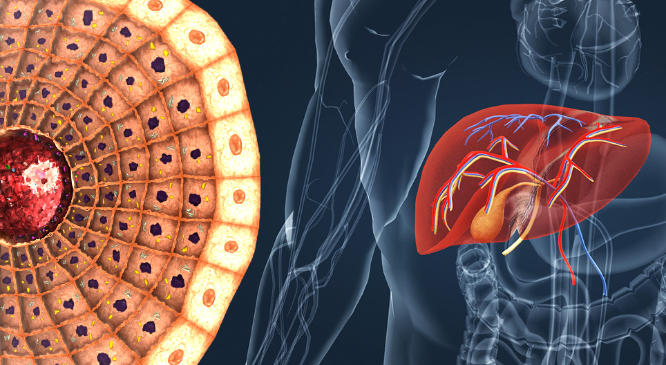 La anatomía y las funciones del hígado