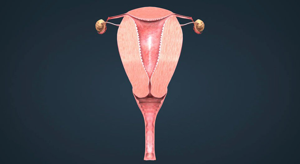 Aparato reproductor femenino (básico)
