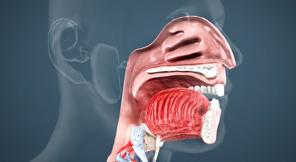Cavidad bucal, faringe y esófago