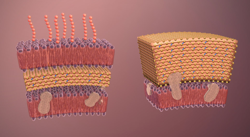 Bacterias (avanzado)