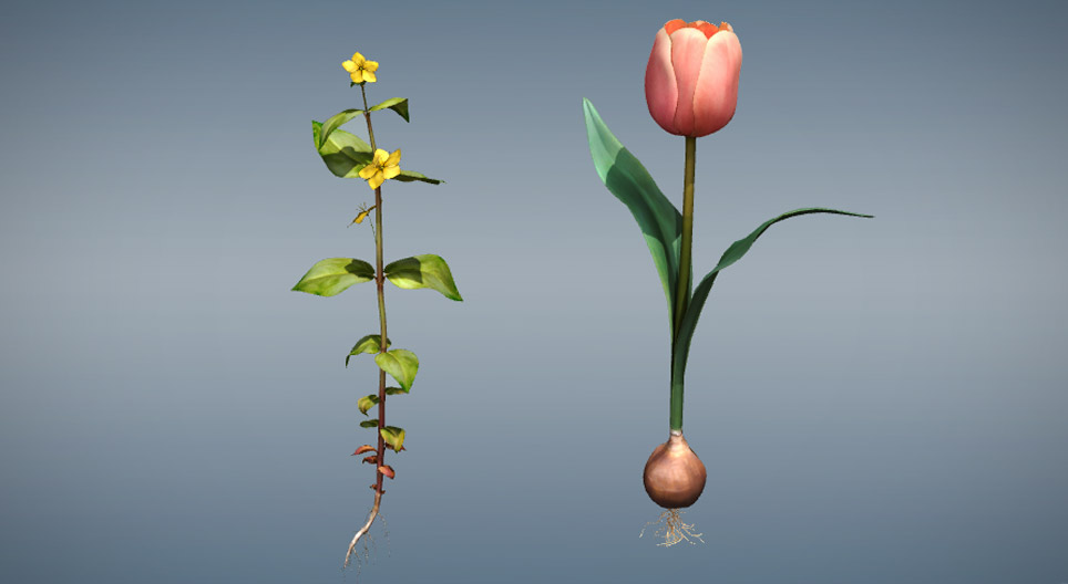 La comparación de las plantas monocotiledóneas y dicotiledóneas