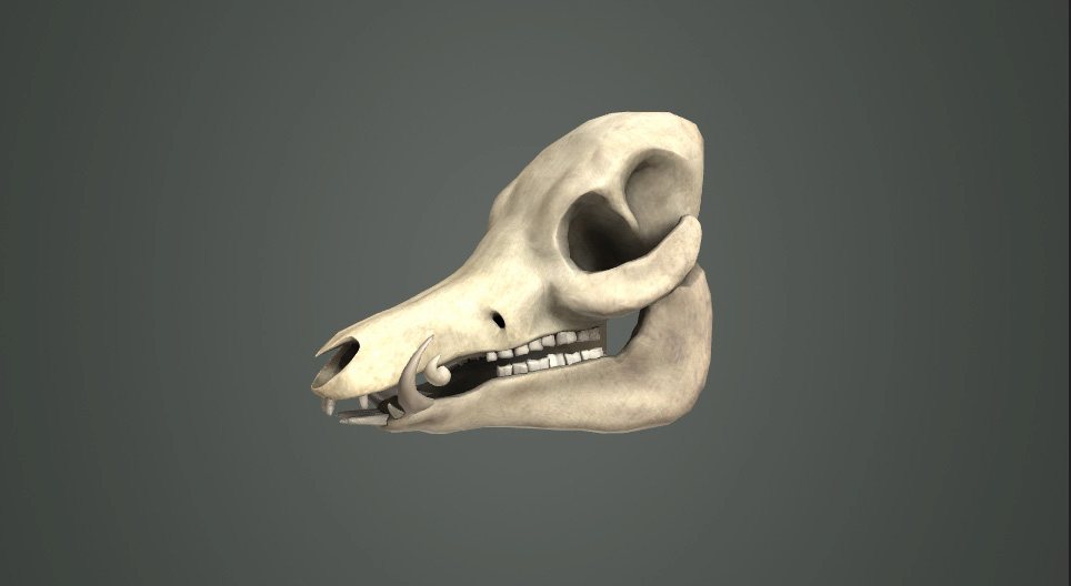 Types of dentition in mammals