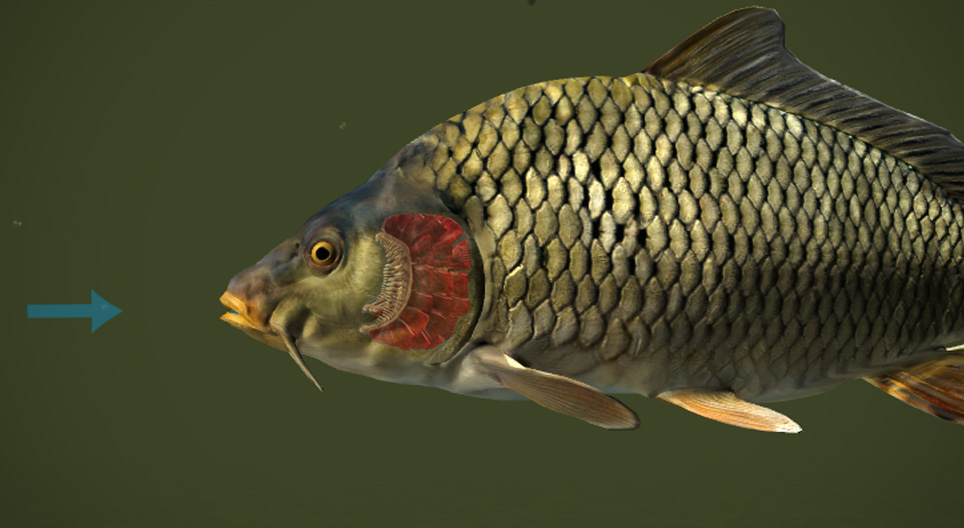 How do fish breathe?